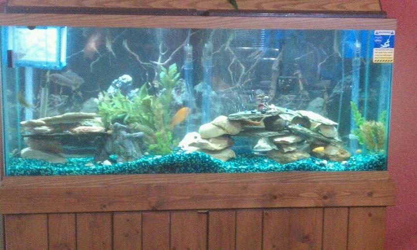 Rated #260: 55 Gallons Freshwater Fish Tank - New setup, I need new gravel, I dont like the green what color should I go with ?