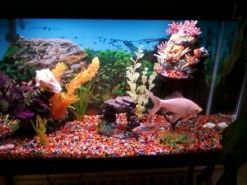 Rated #255: 30 Gallons Freshwater Fish Tank - Our new set-up.