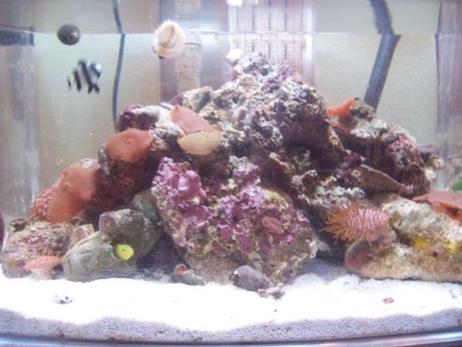 3 gallons reef tank (mostly live coral and fish) - My mini reef-mostly false corals