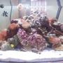 3 gallons reef tank (mostly live coral and fish) - My mini reef-mostly false corals