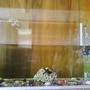 150 gallons freshwater fish tank (mostly fish and non-living decorations) - A black fantail fish with some gravel, 1 coral and a bio chem filter.