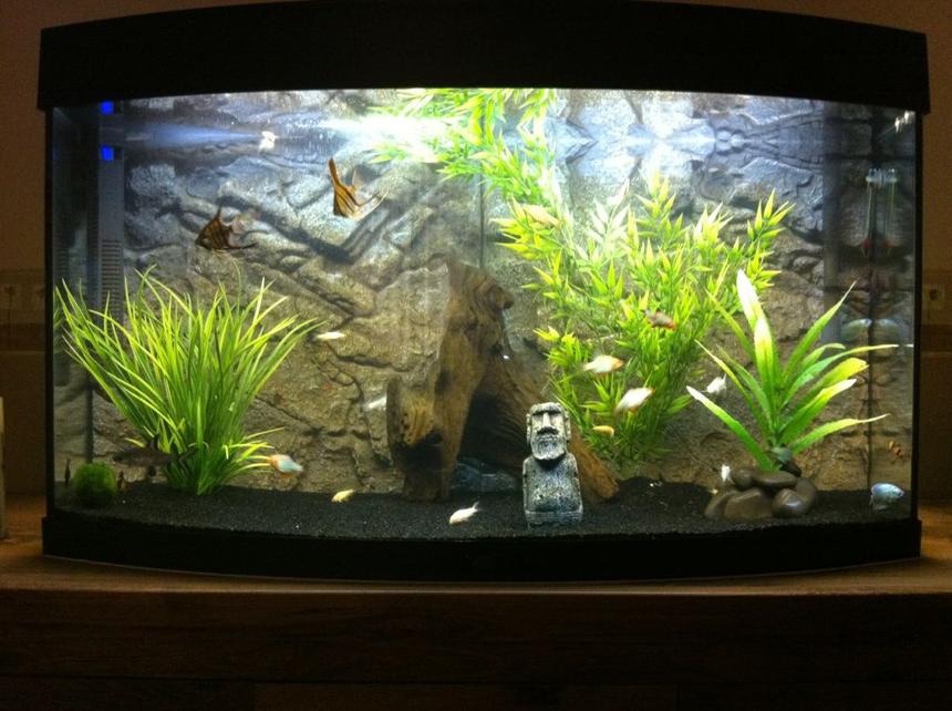 Rated #127: 50 Gallons Freshwater Fish Tank - My Tank