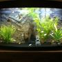50 gallons freshwater fish tank (mostly fish and non-living decorations) - My Tank
