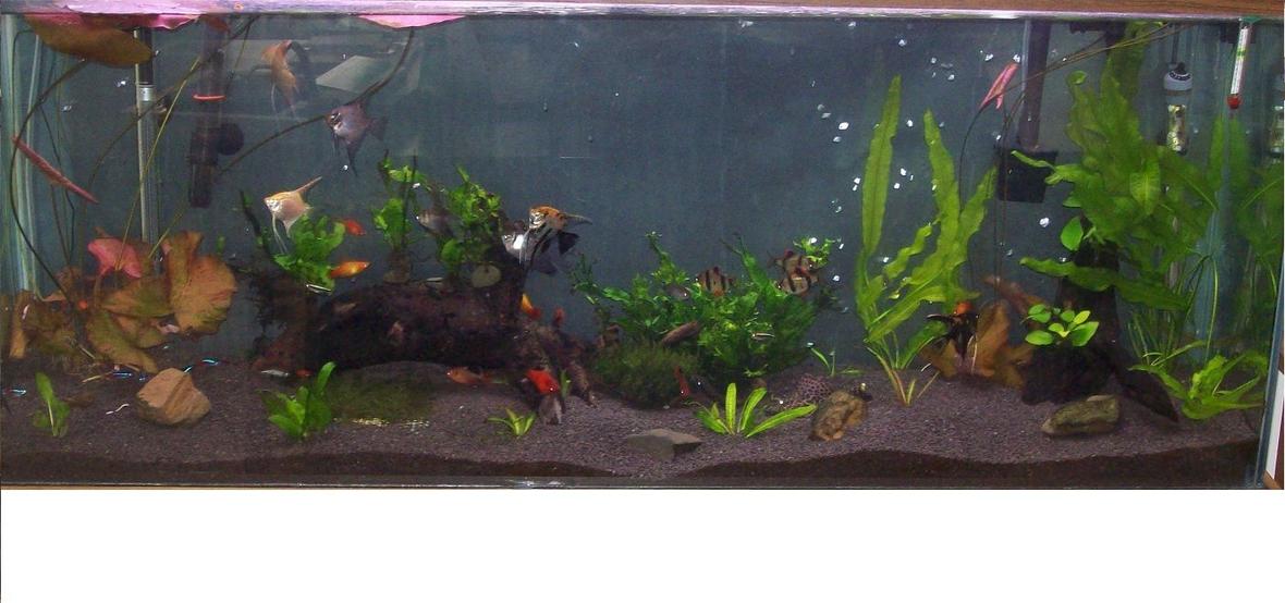 55 gallons planted tank (mostly live plants and fish) - 55 gallon planted aquarium...this is my first try at this....open to any advice