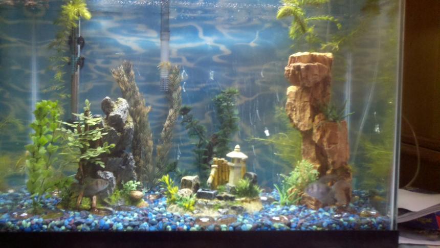 Rated #276: 20 Gallons Freshwater Fish Tank - 20gal high 3 algae eaters 5 tetras