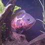 freshwater fish - astronotus ocellatus - red oscar stocking in 55 gallons tank - One special caracter named "Oscar"