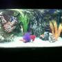 50 gallons freshwater fish tank (mostly fish and non-living decorations) - Juwel Rio