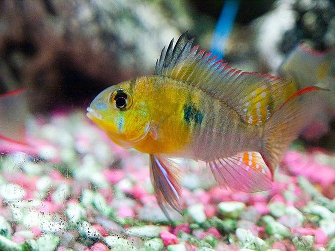 freshwater fish - microgeophagus altispinosa - bolivian ram stocking in 33 gallons tank - Bolivian ram flaring gills