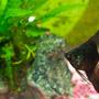 freshwater fish - pterophyllum sp. - black angel stocking in 33 gallons tank - Black angel