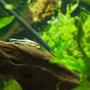 freshwater fish - otocinclus sp. - otocinclus catfish ( stocking in 33 gallons tank - oto catfish