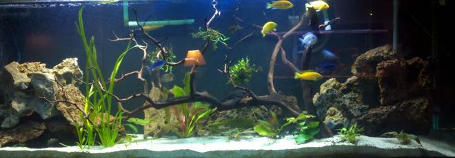 125 gallons planted tank (mostly live plants and fish) - 125g planted Mbuna tank