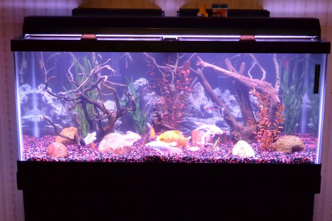 75 gallons freshwater fish tank (mostly fish and non-living decorations) - 75 GALLON FRESHWATER AQUARIUM WITH 7 GOLDFISH AND A LARGE PLECO. FILTERATION INCLUDES 2 EMPEROR 400 FILTERS(GREAT)>