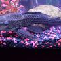 fish tank picture - OUR LARGE PLECO!