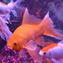 freshwater fish - carassius auratus - fantail goldfish stocking in 75 gallons tank - A FEW OF OUR FISH HAPPY!