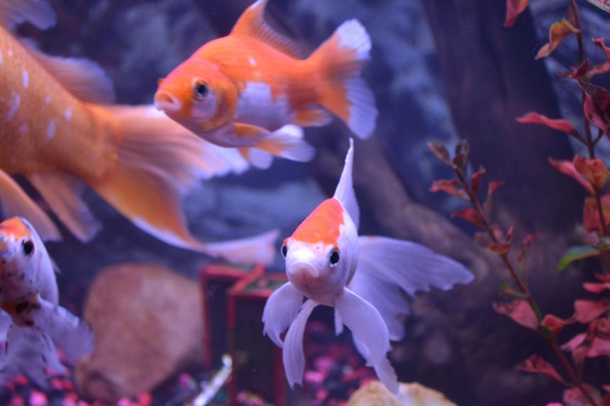 Rated #1351: Freshwater Fish - Carassius Auratus - Fantail Goldfish Stocking In 75 Gallons Tank - OUR FISH RECENTLY ENCOUNTERED "TAIL(FIN) ROT", NOW THE'RE BACK BETTER THAN EVER