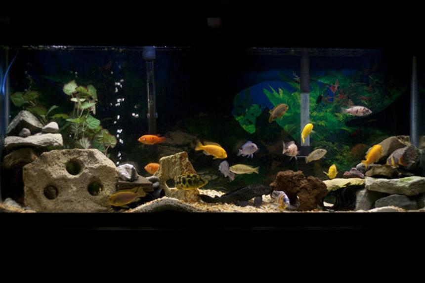 Rated #41: 55 Gallons Freshwater Fish Tank - My 55 gallon African cichlid tank.