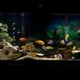 55 gallons freshwater fish tank (mostly fish and non-living decorations) - My 55 gallon African cichlid tank.