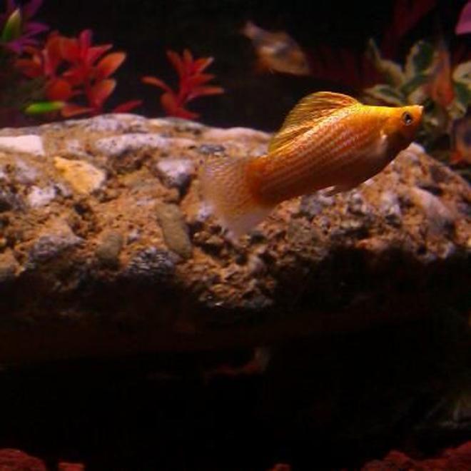 freshwater fish - poecilia latipinna - golden sailfin molly stocking in 110 gallons tank - Molly