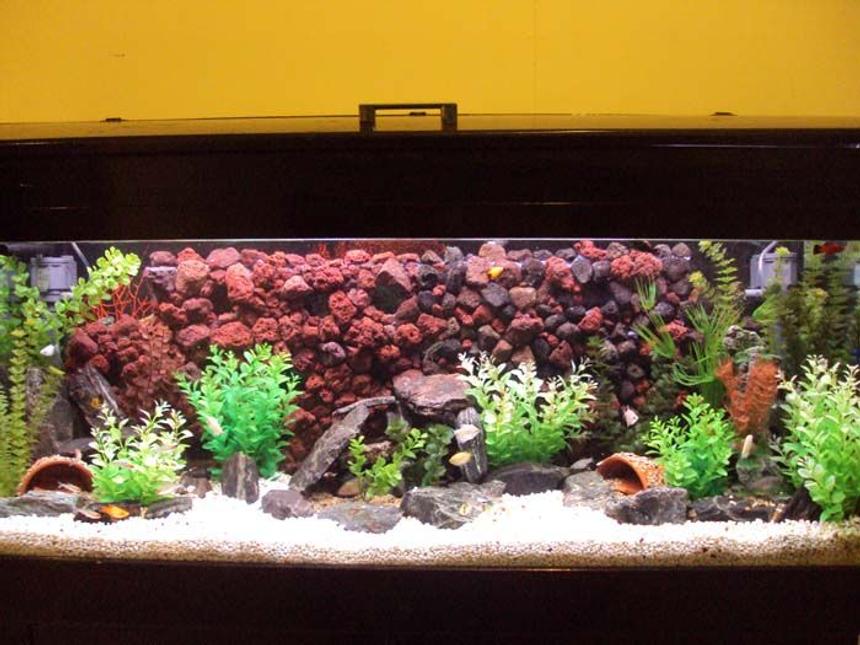 Rated #120: 55 Gallons Freshwater Fish Tank - 4ft tank, just re-jigged tank and added new background with tunnels through the back of it.  There are about 12 tunnels for the fish to go into.  Not to sure on the terminology, have 1500L external filter, with under-gravel filter with powerheads.  All up it seems to be going quite well at the moment.