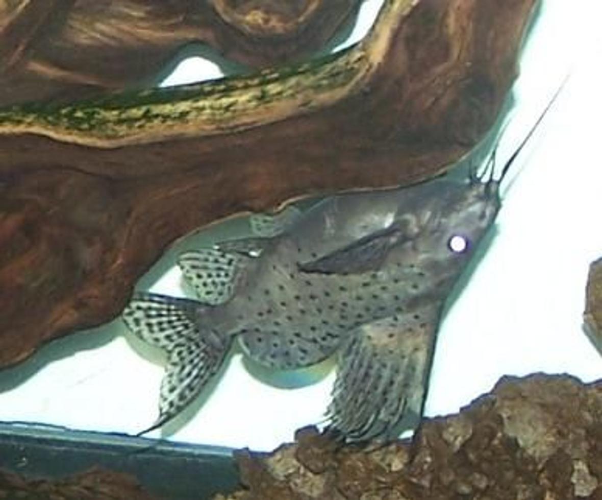 freshwater fish - synodontis nigriventris - upside down cat stocking in 150 gallons tank - 1 of my 3 Sailfin Cats in the 150...1" in August 2010, now 6"