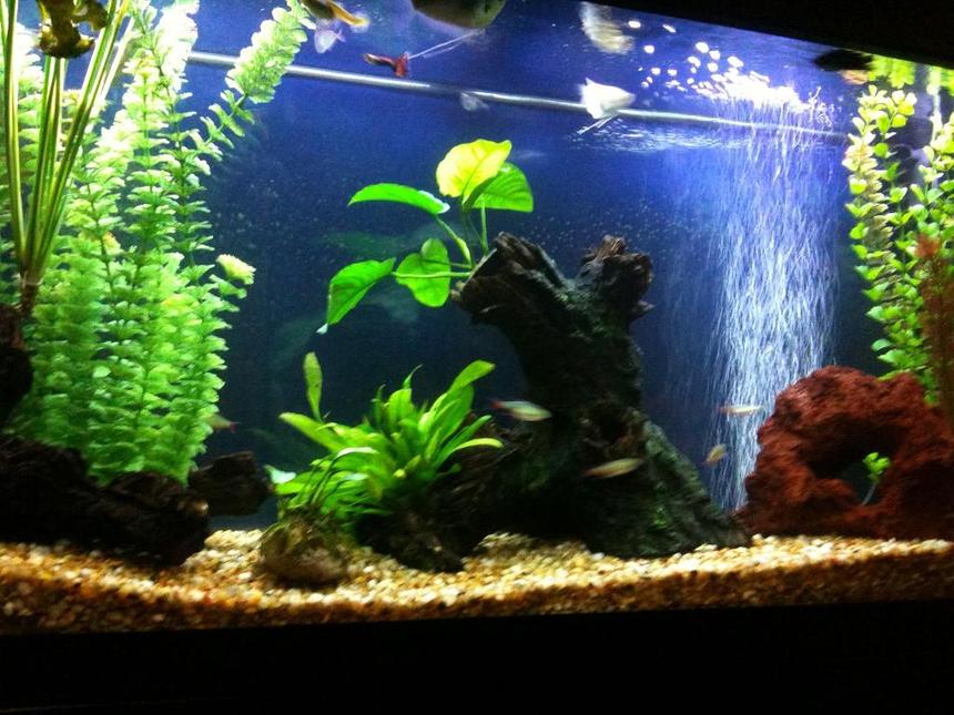 Rated #143: 55 Gallons Planted Tank - 55 gal. fresh water(community,40%planted), twin 28W T5 HE lights with moonlight LED's,running a Fluval 305 cannister filter...