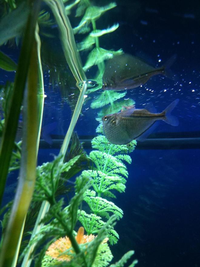 freshwater fish - carnegiella marthae - marthae silver hatchet stocking in 55 gallons tank - hatchet in the 55,looking for handouts...beautiful fish! circa 2 inches long.