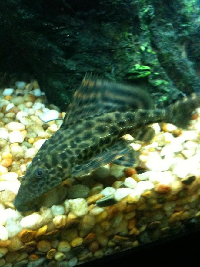 freshwater fish - hypostomus plecostomus - common pleco stocking in 55 gallons tank - common Pleco(Hypostomus plecostomus )...coming up on 5 inches now! very happy in the 55....beautiful fish...