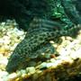freshwater fish - hypostomus plecostomus - common pleco stocking in 55 gallons tank - common Pleco(Hypostomus plecostomus )...coming up on 5 inches now! very happy in the 55....beautiful fish...