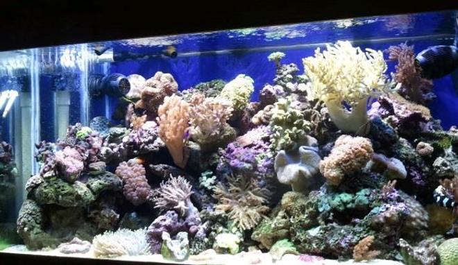 90 gallons reef tank (mostly live coral and fish) - 90 gallon reef ready tank