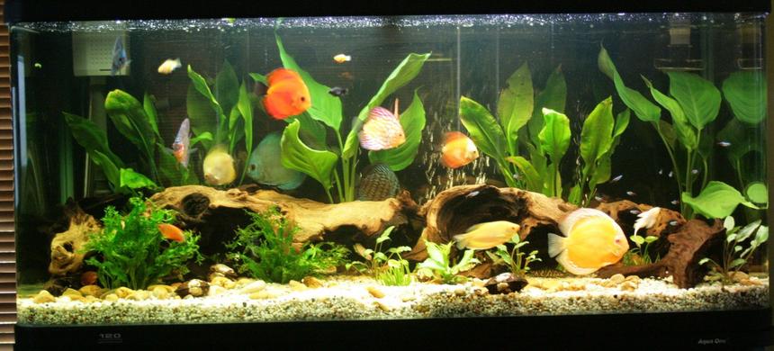 Rated #33: 75 Gallons Planted Tank - my fist try at dicus. 3 of them are going to be given to a friend so it wont look as full in the future