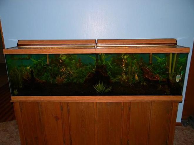 125 gallons planted tank (mostly live plants and fish) - 125 Planted Tiger Barb Tank. Planted at both ends and along the back, 3 large pieces of driftwood, generic lighting and hoods, Eheim pro 3/Rena Fillstar X3 filters.  Current occupents are 20 tiger barbs(juv), 4 Clown Loaches(juv) and one Electric Blue Lobster(Juv)