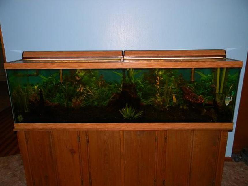 Rated #175: 125 Gallons Planted Tank - 125 Planted Tiger Barb Tank. Planted at both ends and along the back, 3 large pieces of driftwood, generic lighting and hoods, Eheim pro 3/Rena Fillstar X3 filters.  Current occupents are 20 tiger barbs(juv), 4 Clown Loaches(juv) and one Electric Blue Lobster(Juv)