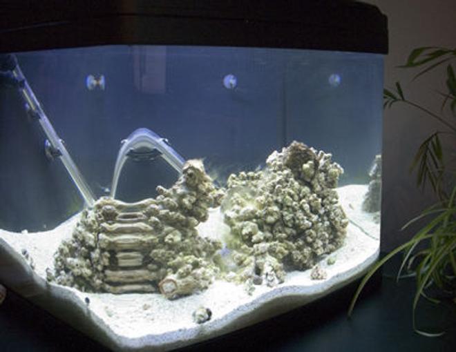 29 gallons saltwater fish tank (mostly fish, little/no live coral) - A Biocube tank