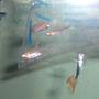 freshwater fish - rasbora axelrodi - axelrod rasbora stocking in 30 gallons tank - Saying hi to new friends!