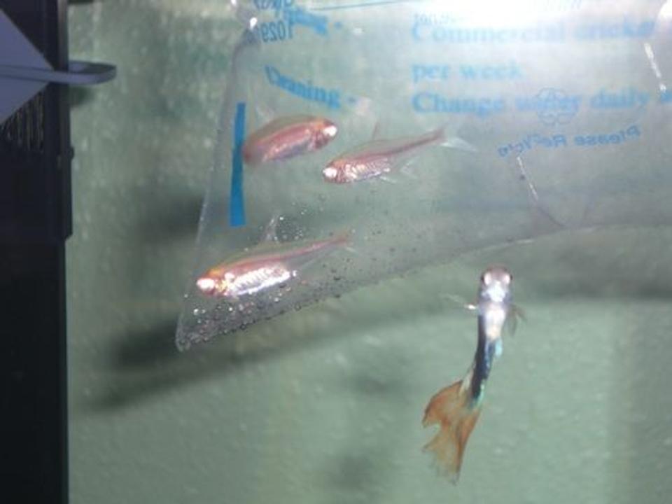 freshwater fish - rasbora axelrodi - axelrod rasbora stocking in 30 gallons tank - Saying hi to new friends!