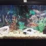 55 gallons freshwater fish tank (mostly fish and non-living decorations) - getting started