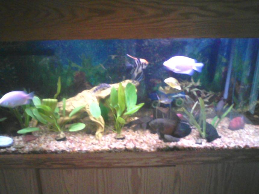 Rated #174: 125 Gallons Planted Tank - my recently updated 125 gallon with some live plants