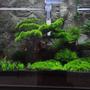 45 gallons planted tank (mostly live plants and fish) - my first attempt to make a planted tank..