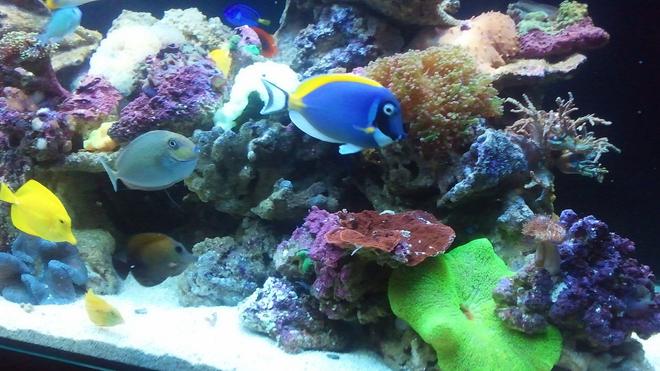 200 gallons reef tank (mostly live coral and fish) - My reef in the making