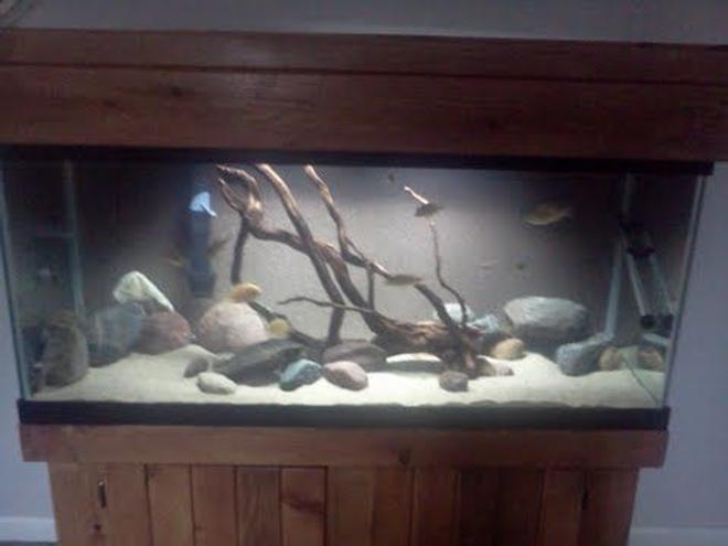 75 gallons freshwater fish tank (mostly fish and non-living decorations) - camera not that good .let me know what you think