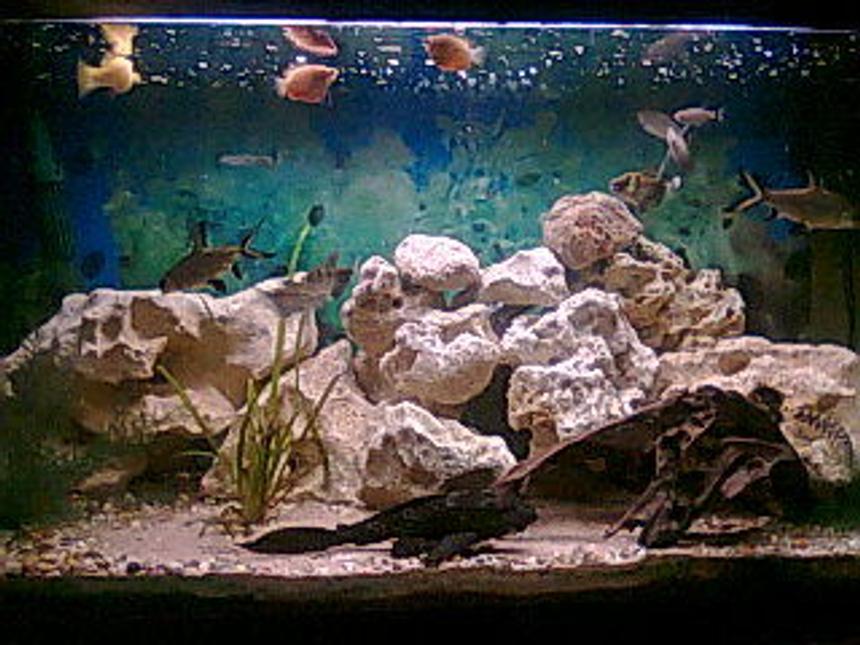 Rated #190: 3 Gallons Freshwater Fish Tank - comeing on nicely