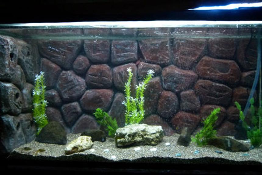 Rated #131: 50 Gallons Freshwater Fish Tank - my new DIY