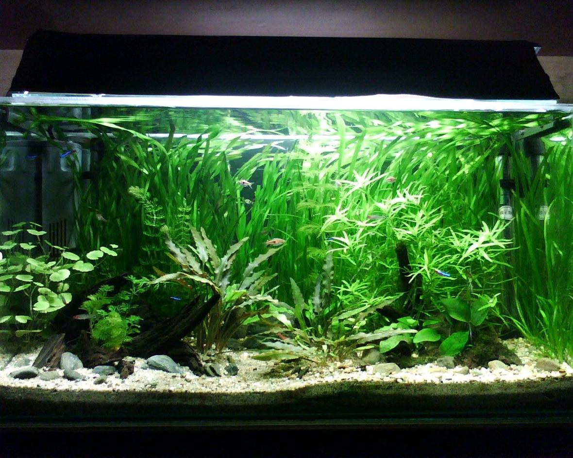 20 gallons planted tank (mostly live plants and fish) - My first fish tank.