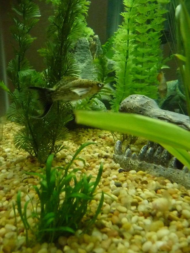 freshwater fish - poecilia latipinna - black lyretail molly stocking in 29 gallons tank - I'm not sure what kind of fish this is but i think its called a butterfly molly