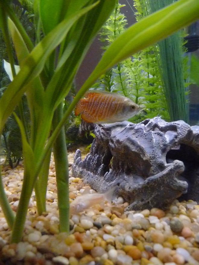 freshwater fish - colisa lalia - dwarf gourami stocking in 29 gallons tank - One of the neon gourami. Jose