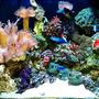 75 gallons reef tank (mostly live coral and fish) - My reef