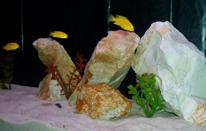 freshwater fish - labidochromis caeruleus - electric yellow cichlid - Yellow Lab Cichlids