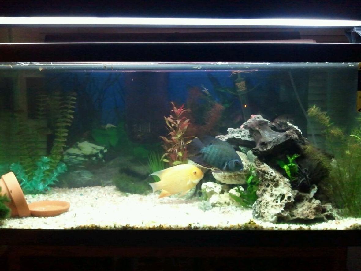 40 gallons planted tank (mostly live plants and fish) - My breeding pair of severum the two major color mourphs.