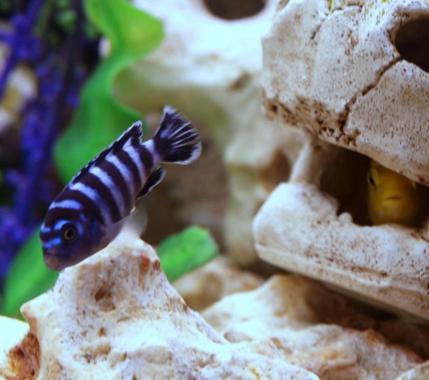 Rated #52: Freshwater Fish - Pseudotropheus Demasoni - Demasoni Cichlid Stocking In 90 Gallons Tank - The best looking fresh water fish? Demasoni being admired by a hiding yellow lab. Demasoni are the best in my opinion