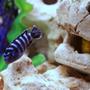 freshwater fish - pseudotropheus demasoni - demasoni cichlid stocking in 90 gallons tank - The best looking fresh water fish? Demasoni being admired by a hiding yellow lab. Demasoni are the best in my opinion
